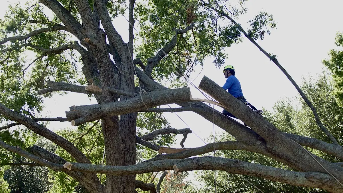 Professional Crown Thinning performed by certified arborists in Roland